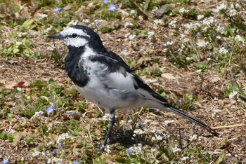 White Wagtail 東京都北区 Sat, 3/16/2024