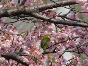 Warbling White-eye 近所のグラウンド Thu, 3/14/2024