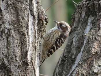Japanese Pygmy Woodpecker 近所 Thu, 3/14/2024