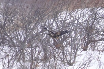 White-tailed Eagle 石狩川 Mon, 2/12/2024