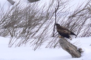 White-tailed Eagle 石狩川 Mon, 2/12/2024