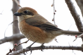 Bull-headed Shrike 片倉城跡公園 Wed, 3/20/2024