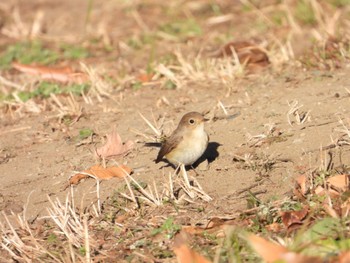 Red-breasted Flycatcher まつぶし緑の丘公園 Fri, 1/5/2024