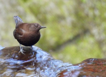 Brown Dipper 養老公園 Tue, 3/19/2024