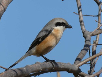 Bull-headed Shrike 多摩川下流 Fri, 3/22/2024