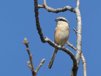 Bull-headed Shrike 多摩川下流 Fri, 3/22/2024