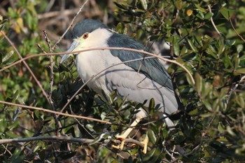 Black-crowned Night Heron Akashi Park Sun, 2/11/2024