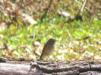 Red-flanked Bluetail 狭山丘陵 Thu, 3/21/2024