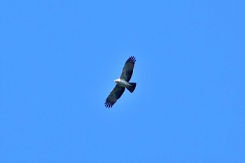 Ayres's Hawk-Eagle