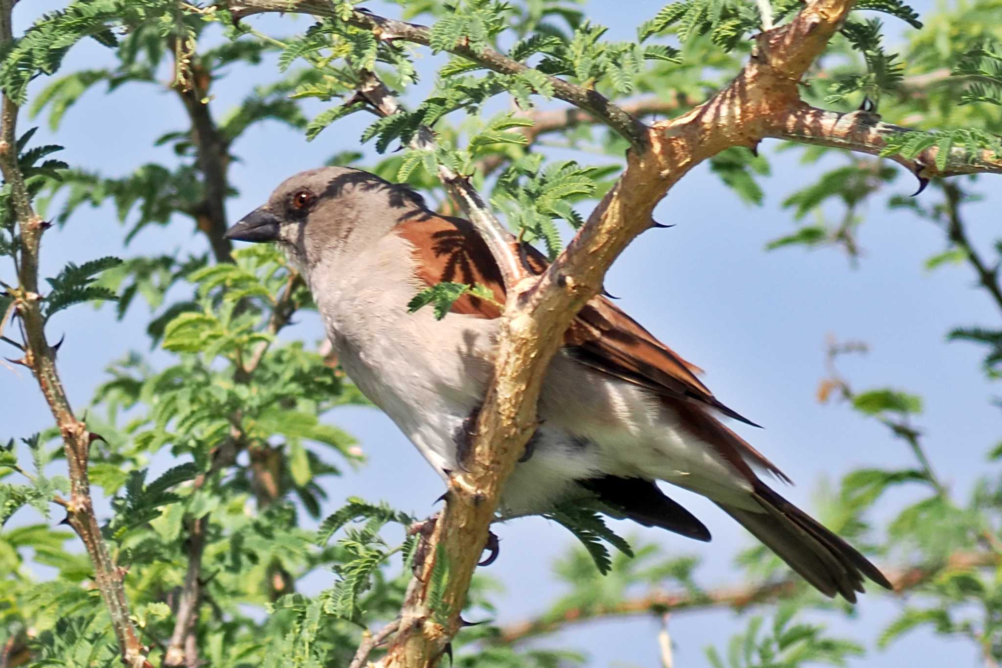 Photo of Northern Grey-headed Sparrow at ウガンダ by 藤原奏冥