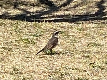 Dusky Thrush 長津川ふれあい広場 Fri, 3/22/2024