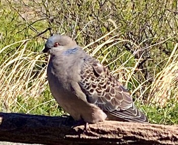 Oriental Turtle Dove 長津川ふれあい広場 Fri, 3/22/2024