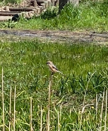 Bull-headed Shrike 長津川ふれあい広場 Fri, 3/22/2024