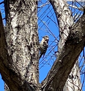 Japanese Pygmy Woodpecker 長津川ふれあい広場 Fri, 3/22/2024