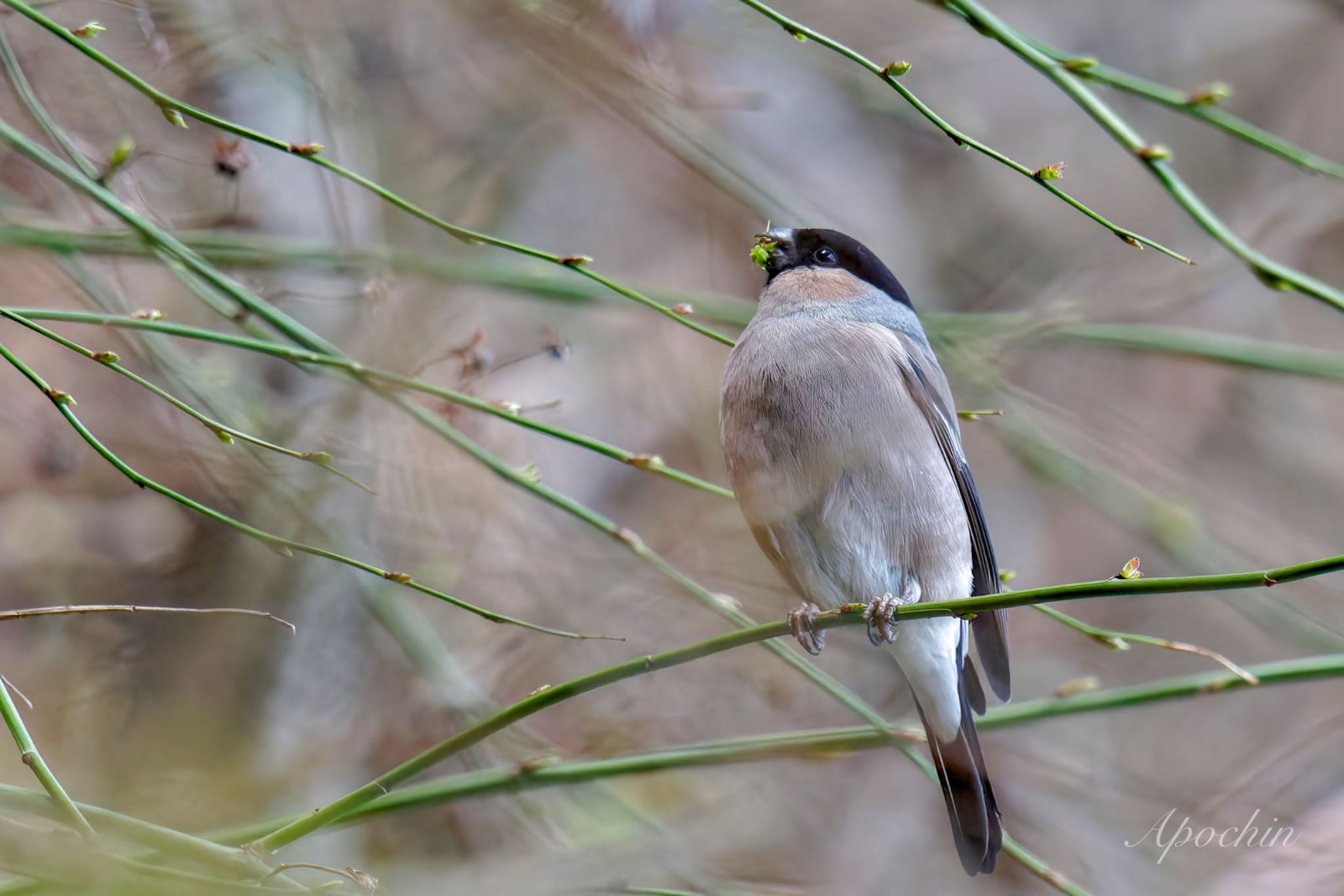 Photo of Eurasian Bullfinch at 日向渓谷 by アポちん