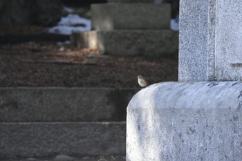 ルリビタキ 安曇野市 2024年3月2日(土)