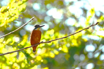 Common Kingfisher 小池公園 Sun, 12/25/2022