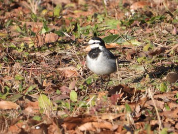White Wagtail まつぶし緑の丘公園 Fri, 1/5/2024