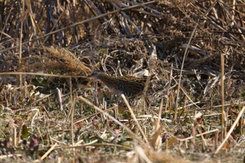 Brown-cheeked Rail Kasai Rinkai Park Sun, 3/3/2024