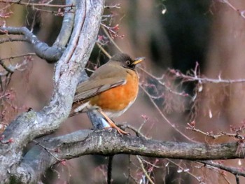 2024年3月22日(金) 大阪城公園の野鳥観察記録