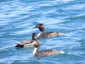 Gadwall 富士川河口 Wed, 3/20/2024