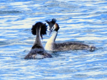 Great Crested Grebe 富士川河口 Wed, 3/20/2024