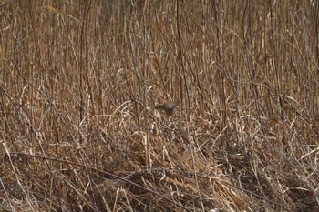 ムジセッカ 葛西臨海公園 2024年3月3日(日)