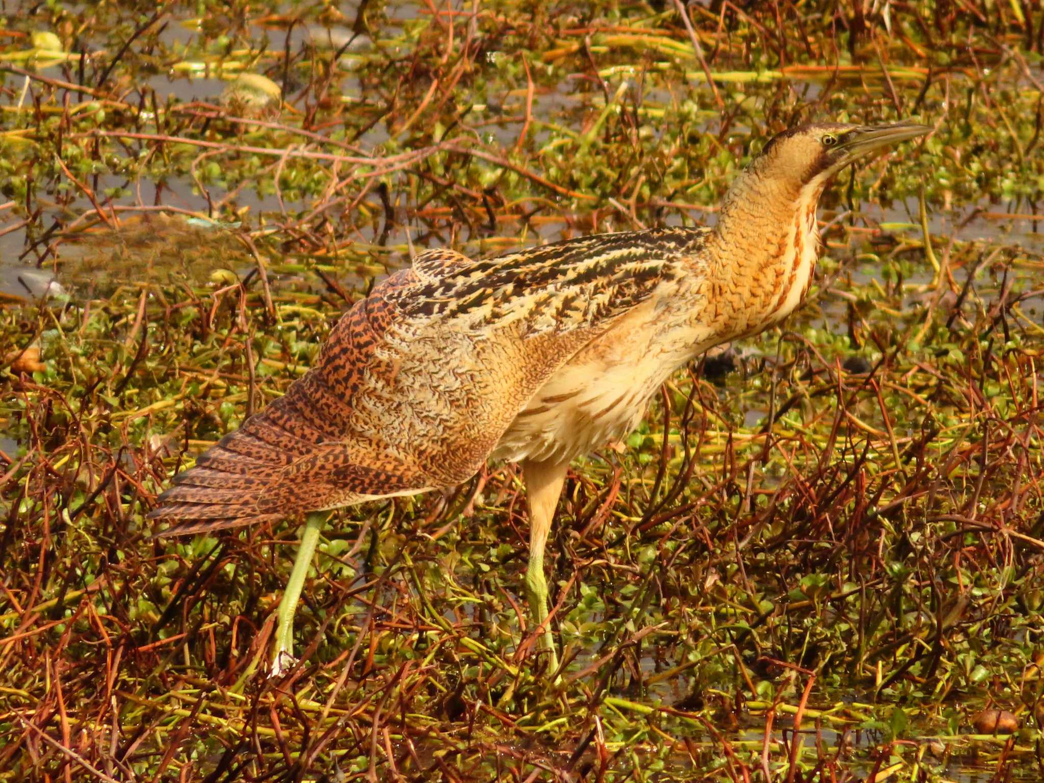 Photo of Eurasian Bittern at 伊庭内湖 by ゆ