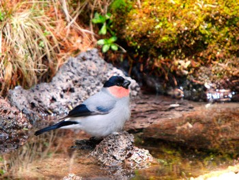 Eurasian Bullfinch Okuniwaso(Mt. Fuji) Mon, 6/1/2009