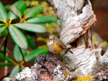 Red-flanked Bluetail Okuniwaso(Mt. Fuji) Mon, 6/1/2009