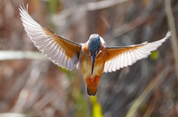 Common Kingfisher 千里南公園 Fri, 3/22/2024