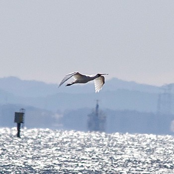 2024年3月22日(金) 葛西臨海公園の野鳥観察記録