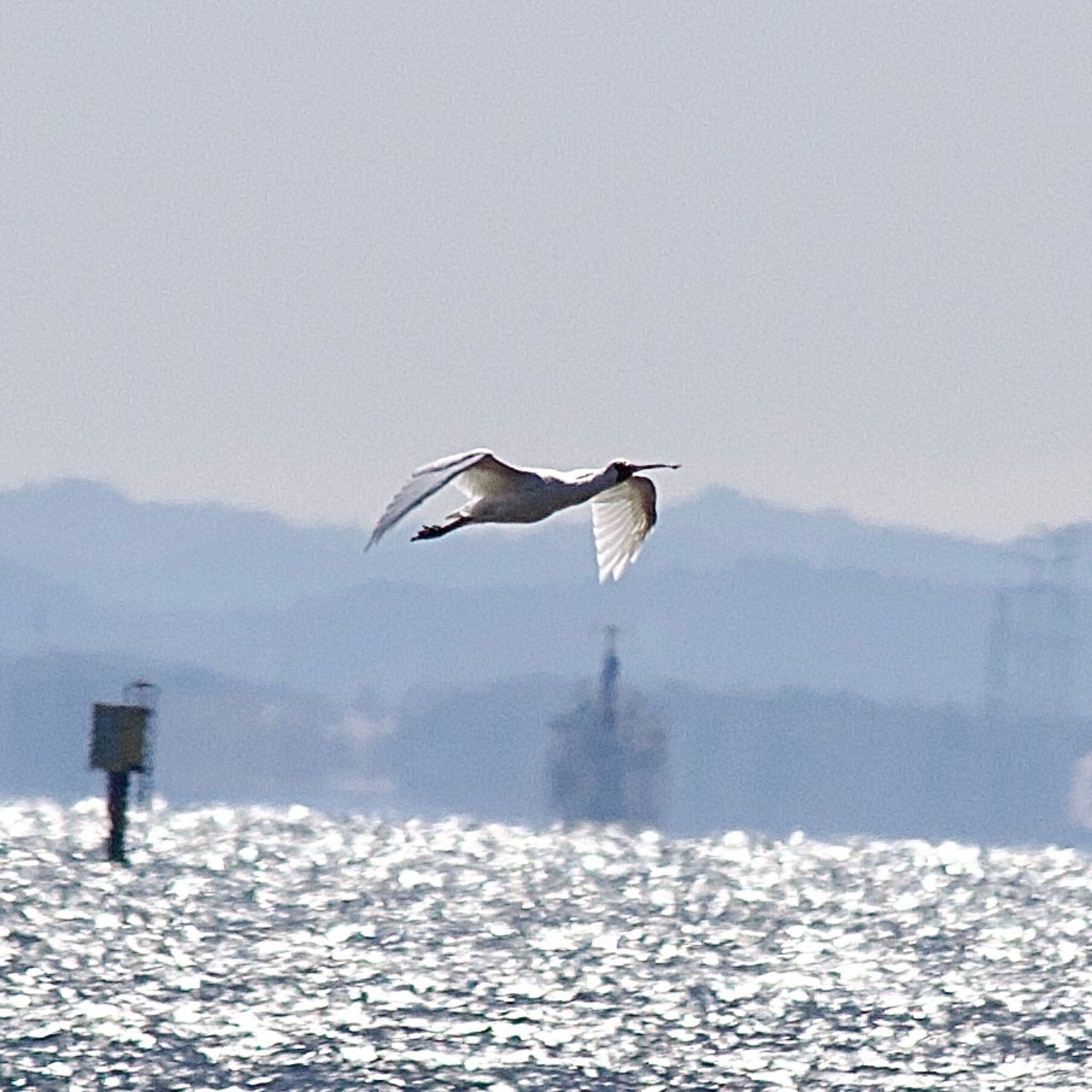 葛西臨海公園 クロツラヘラサギの写真 by おかず