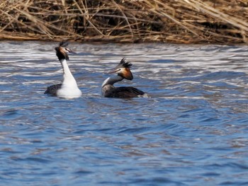 Wed, 3/20/2024 Birding report at 石狩 茨戸川