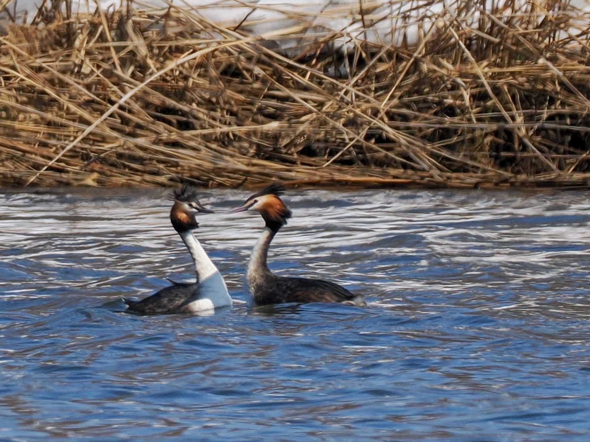 Photo of Great Crested Grebe at 石狩 茨戸川 by 98_Ark (98ｱｰｸ)