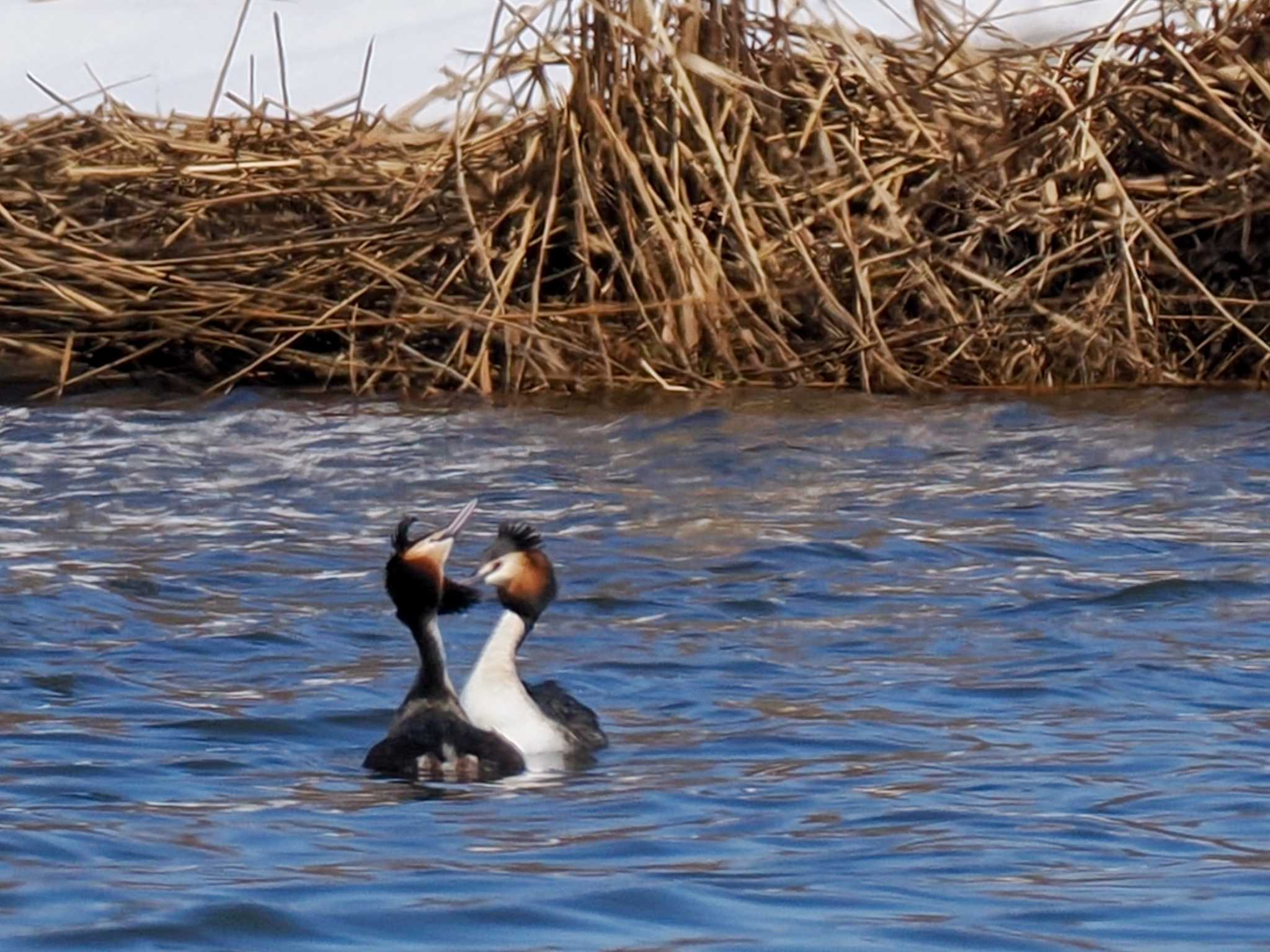 Great Crested Grebe