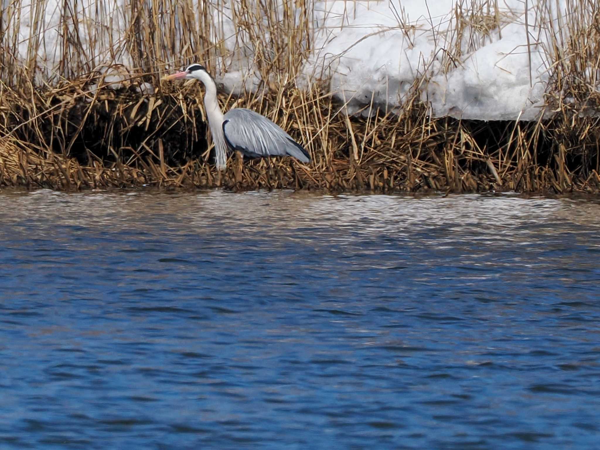 Photo of Grey Heron at 石狩 茨戸川 by 98_Ark (98ｱｰｸ)