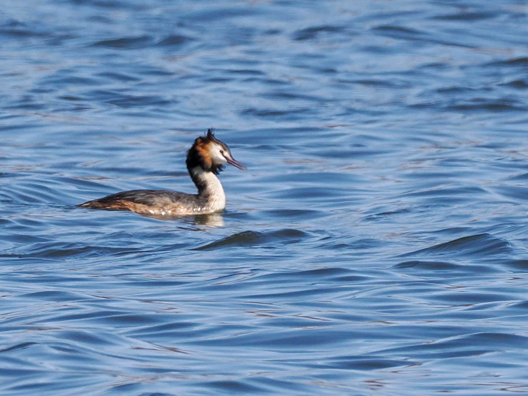 Great Crested Grebe