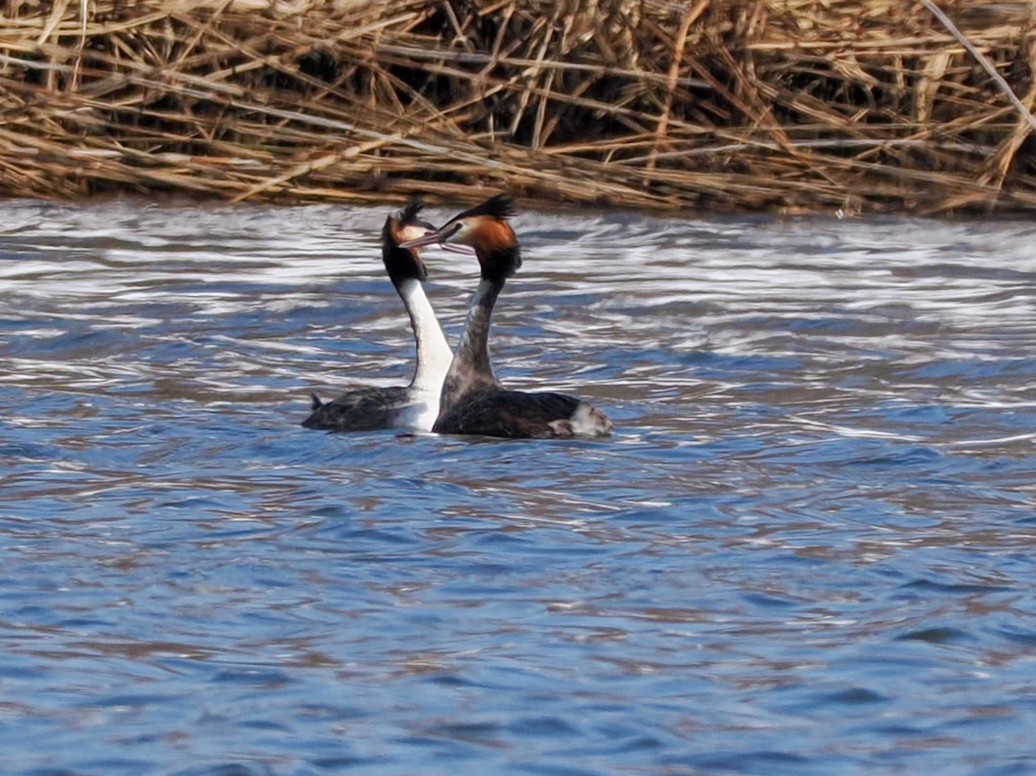 Great Crested Grebe