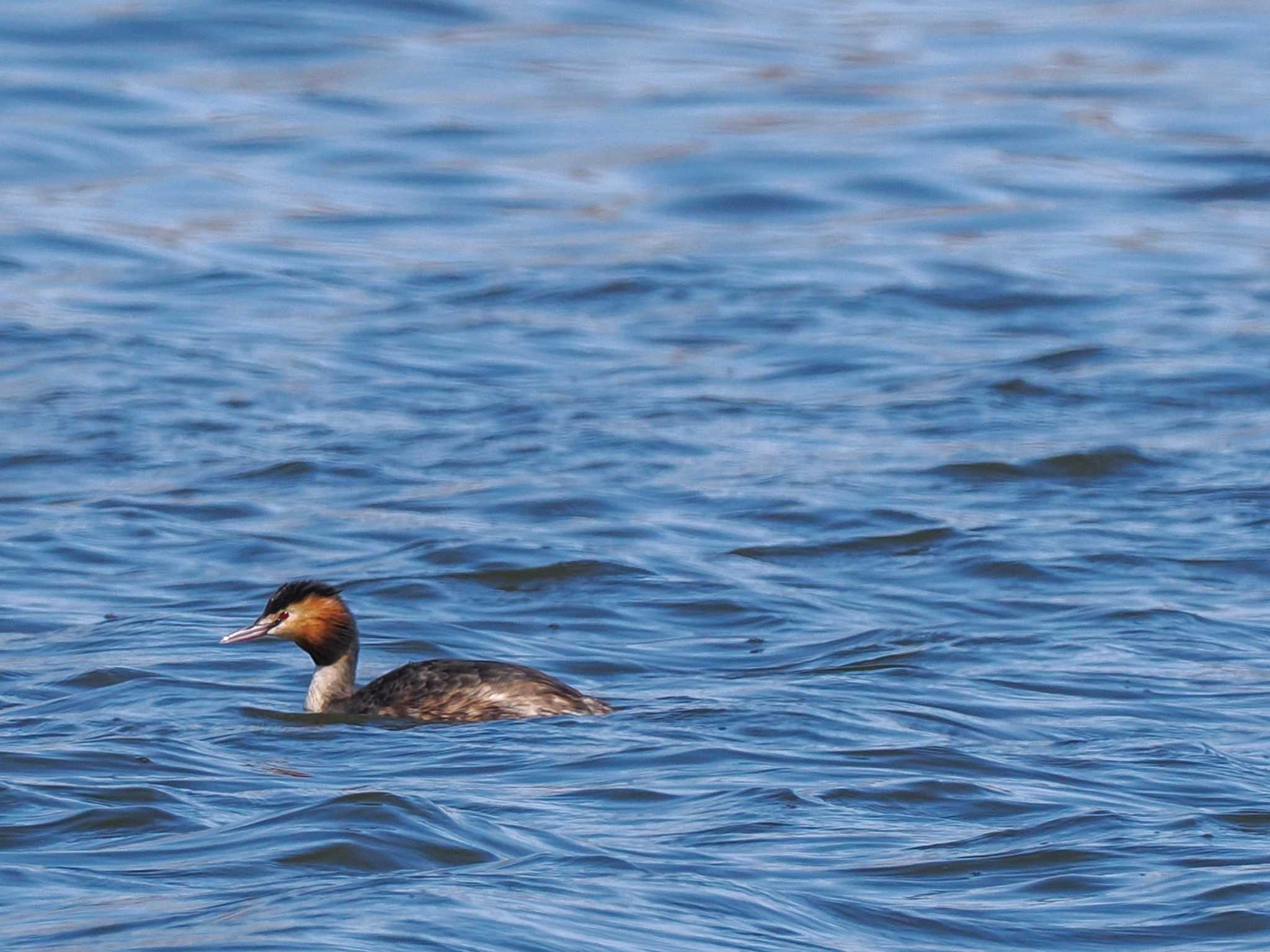 Photo of Great Crested Grebe at 石狩 茨戸川 by 98_Ark (98ｱｰｸ)