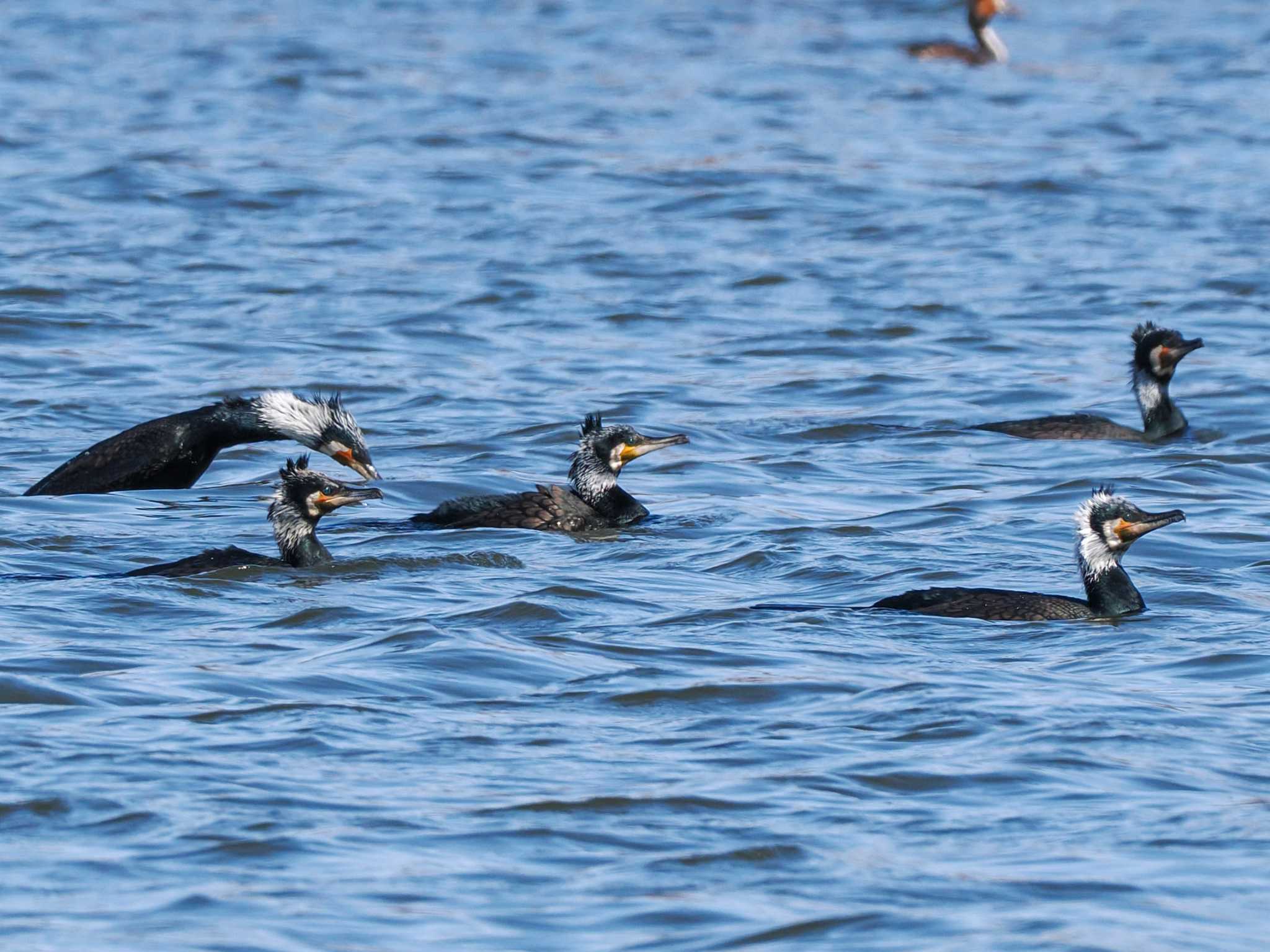 Photo of Great Cormorant at 石狩 茨戸川 by 98_Ark (98ｱｰｸ)