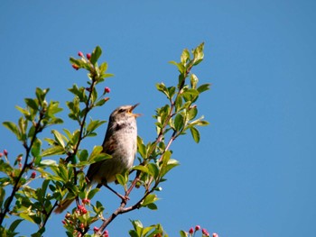 Japanese Bush Warbler Senjogahara Marshland Tue, 6/2/2009