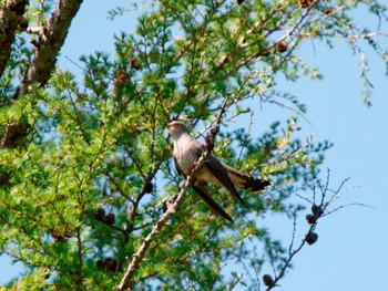 Common Cuckoo Senjogahara Marshland Tue, 6/2/2009