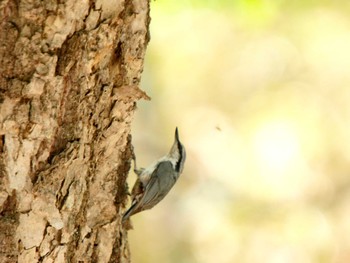 Eurasian Nuthatch Senjogahara Marshland Tue, 6/2/2009