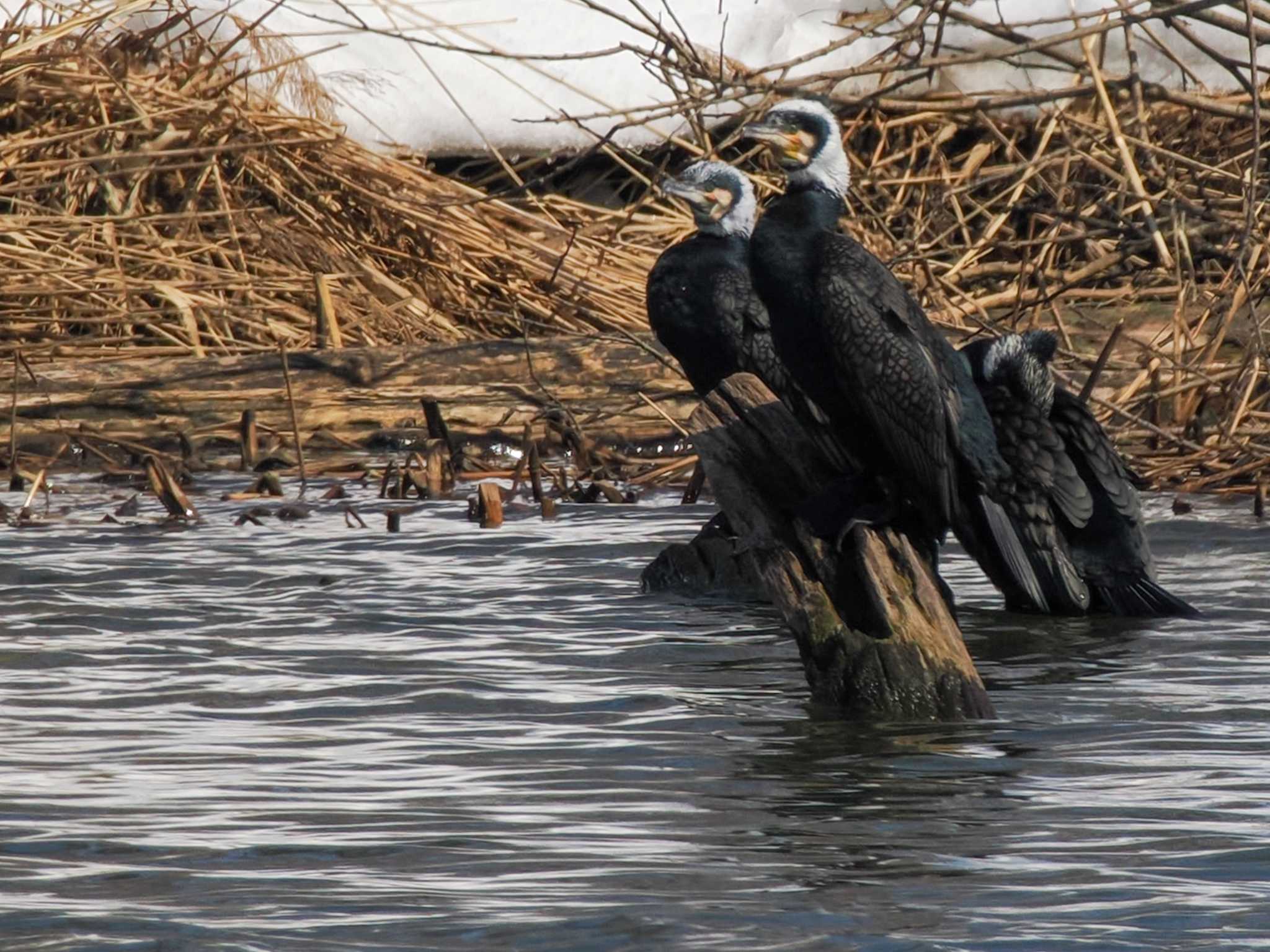 Photo of Great Cormorant at 石狩 茨戸川 by 98_Ark (98ｱｰｸ)