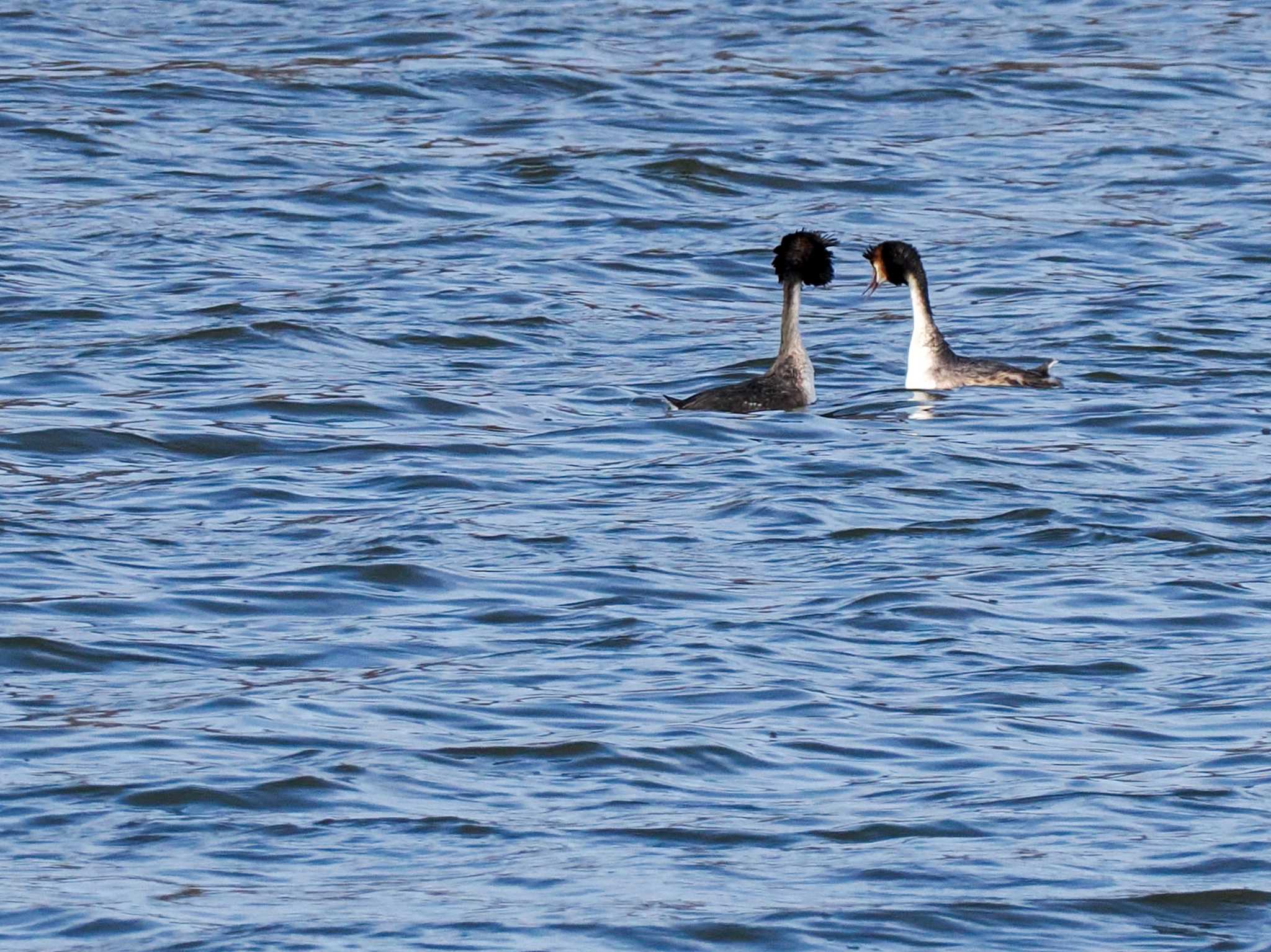 Great Crested Grebe