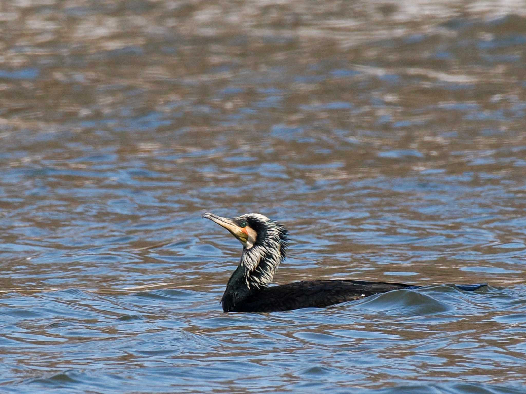 石狩 茨戸川 カワウの写真 by 98_Ark (98ｱｰｸ)