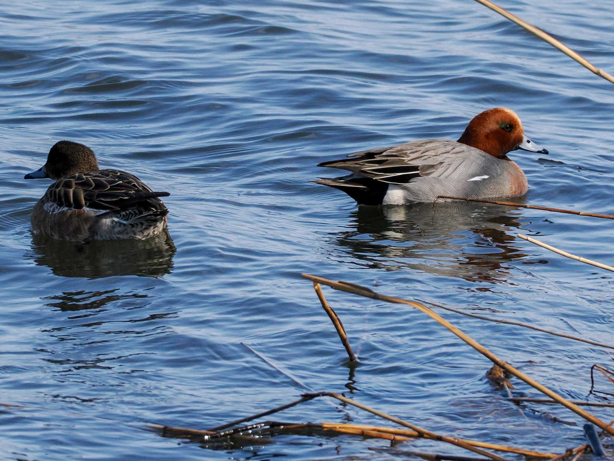 Photo of Eurasian Wigeon at 石狩 茨戸川 by 98_Ark (98ｱｰｸ)