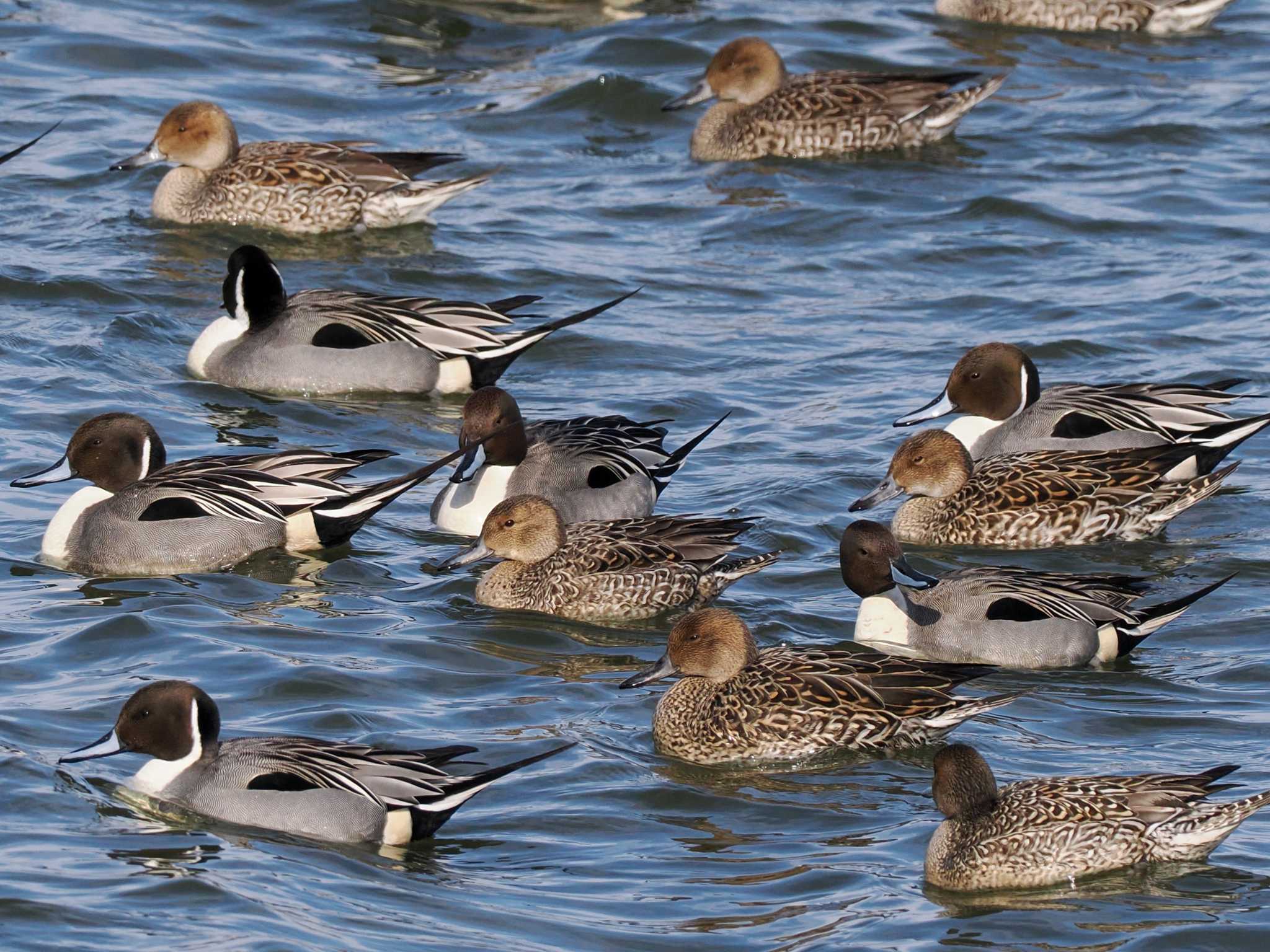 Photo of Northern Pintail at 石狩 茨戸川 by 98_Ark (98ｱｰｸ)