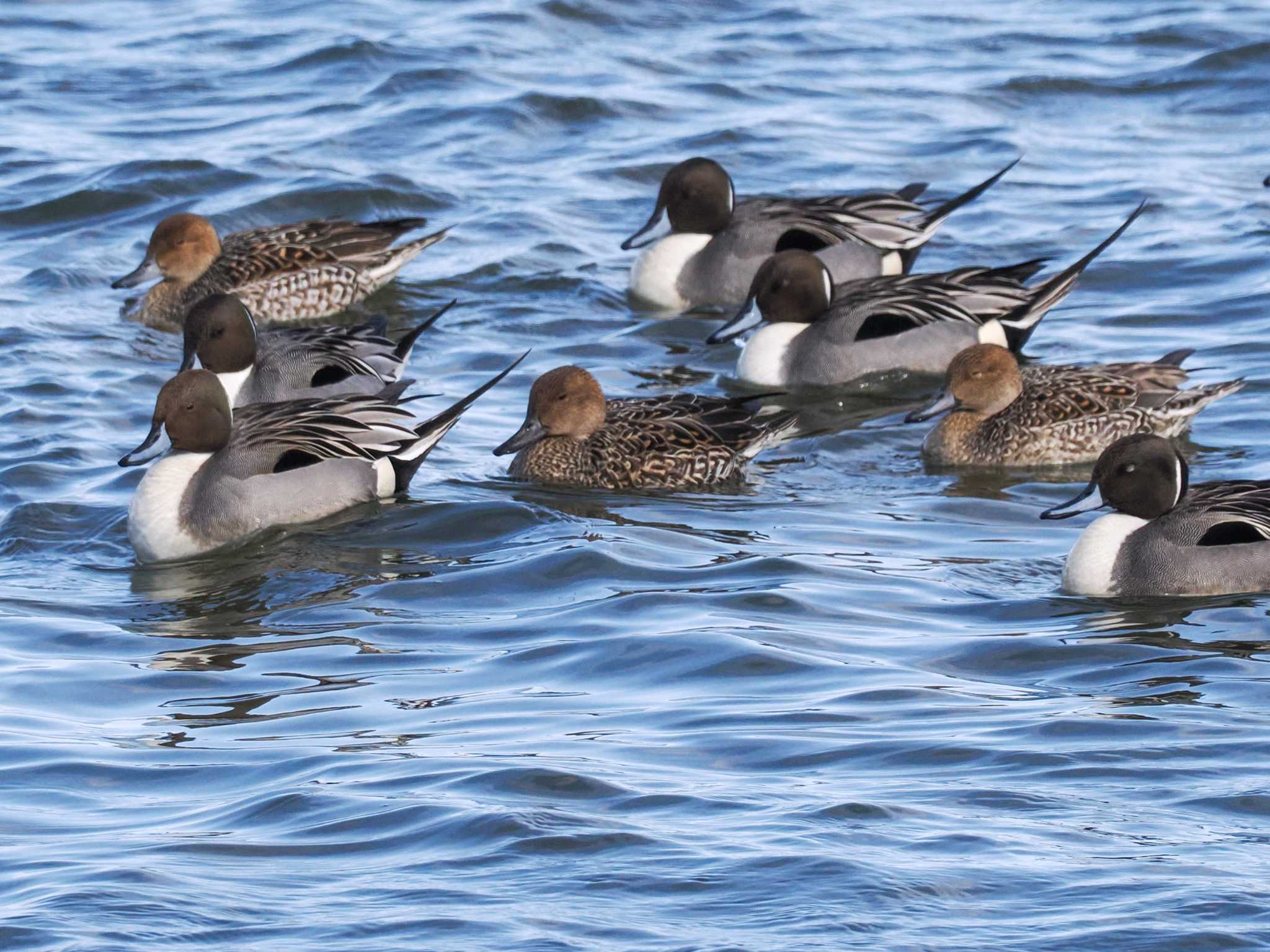 Northern Pintail